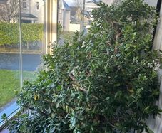 Plants /Trees