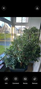 plant