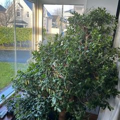 plant