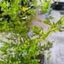 garden plants Image 2