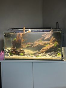 54l aquarium setup - custom build