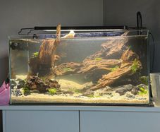 54l aquarium setup - custom build