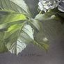 Original Gouache by Elizabeth A. McEwen RUA  (White Dahlia) Image 4