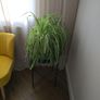House plants Image 3