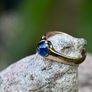 Antique Gents/Ladies Sapphire Solitaire Ring - 15ct circa 1887 Image 9