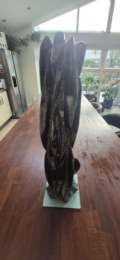 Very Large Fossil Nautiloid 53cm
