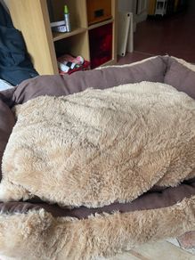 Cat Bed