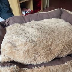 Cat Bed
