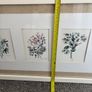 Paul Costello wild flower Pictures Image 8