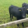 Pedigree Angus bulls and heifers Image 5