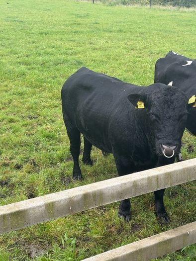 Pedigree Angus bulls and heifers