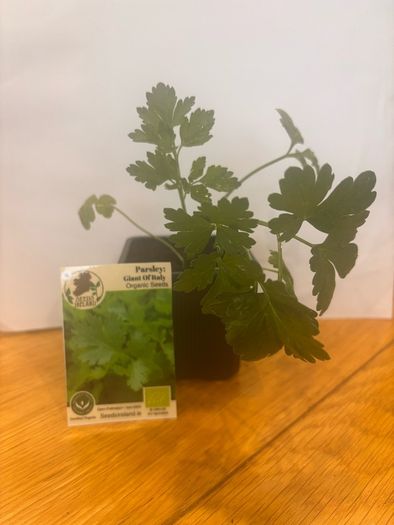Herb Plants