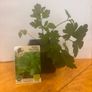 Herb Plants Image 7