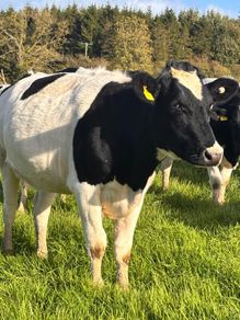 Pedigree In-calf British Friesian Heifers