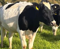 Pedigree In-calf British Friesian Heifers