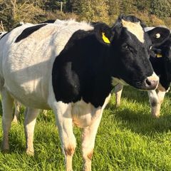 Pedigree In-calf British Friesian Heifers