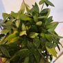 hoya gracilis plant Image 4