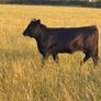 Cattle Image 7