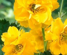 (G) Geum Stratheden seeds 0.3g (600595)