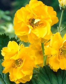 (G) Geum Stratheden seeds 0.3g (600595)