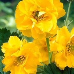 (G) Geum Stratheden seeds 0.3g (600595)