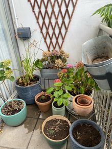 Garden Plants & Pots