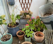 Garden Plants & Pots