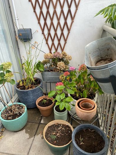 Garden Plants & Pots