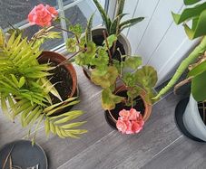 Indoor Geranium