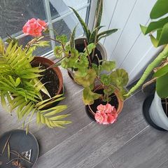 Indoor Geranium