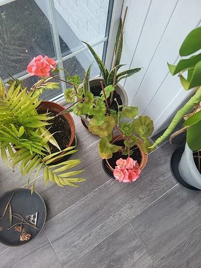 Indoor Geranium