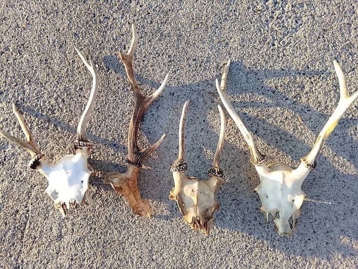 deer antlers