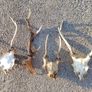 deer antlers Image 2