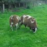 Dutch Spotted Ram Lambs, Spotted Dutch Image 9