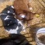 Selection of calfs Image 4