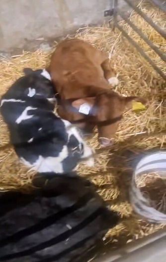 Selection of calfs