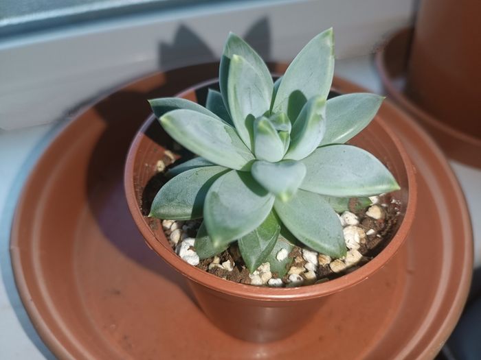 Pachyphytum Plant