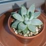 Pachyphytum Plant Image 8