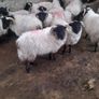 Mayo Ram Lambs x 22 Image 3