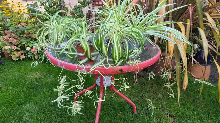 Spider Plants