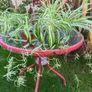 Spider Plant's Image 5