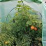 Greenhouse Image 5