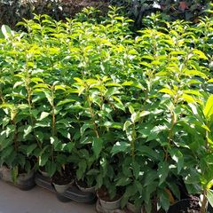 Portuguese Laurel