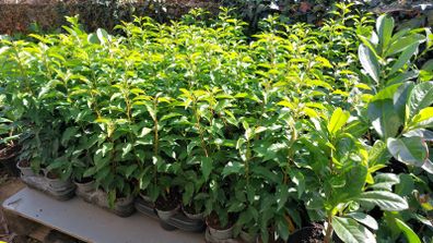 Portuguese Laurel