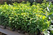 Portuguese Laurel