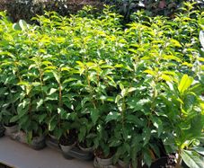 Portuguese Laurel