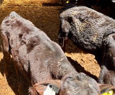 reared calves