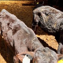 reared calves