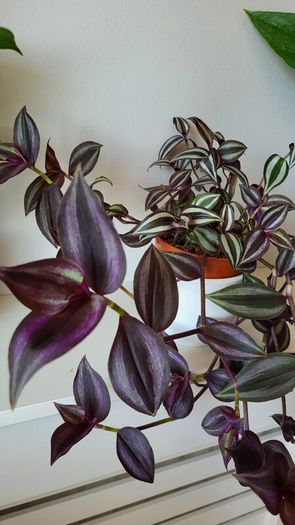 Trailing House Plants.