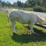 Pedigree Charolais bull Image 7